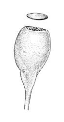 Entosthodon subnudus var. gracilis, capsule with detached operculum, moist. Drawn from J.T. Linzey 1531, CHR 566167 and isotype, J. D. Hooker (“Wilson no. 348b”), BM-Wilson.
 Image: R.C. Wagstaff © Landcare Research 2019 CC BY 3.0 NZ